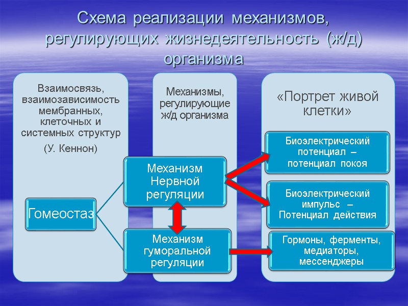 Схема реализации механизмов, регулирующих жизнедеятельность (ж/д) организма